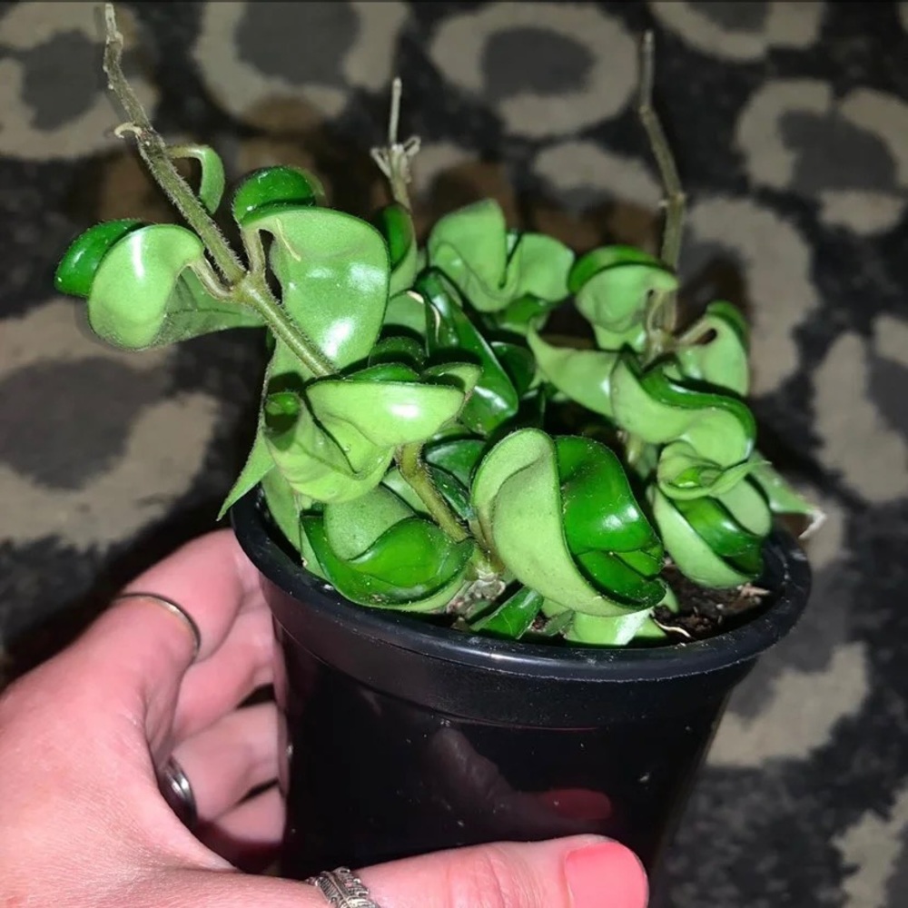 Hoya compacta / Hindu Rope